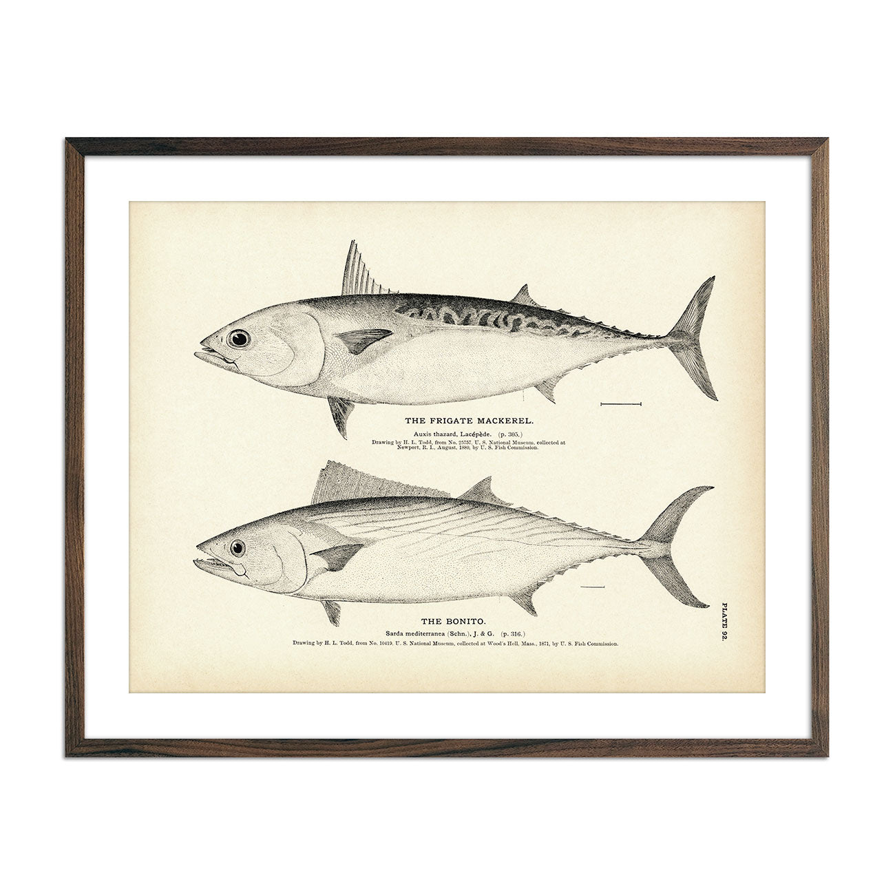 Vintage Frigate Mackerel and Bonito fish print