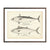 Vintage Frigate Mackerel and Bonito fish print