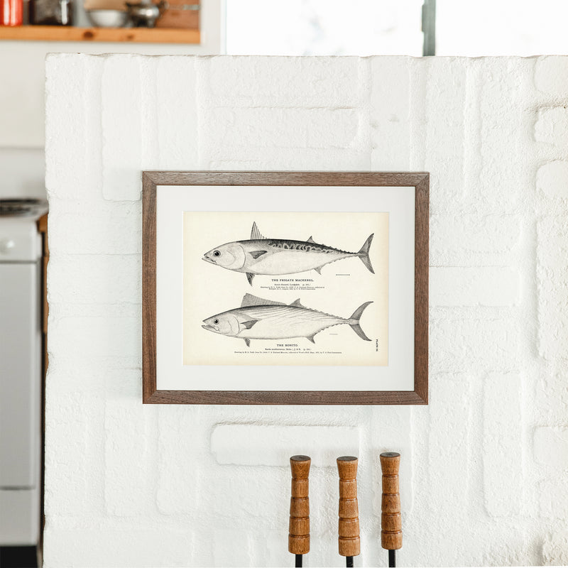 Frigate Mackerel and Bonito Art Print - Muir Way - Fisheries