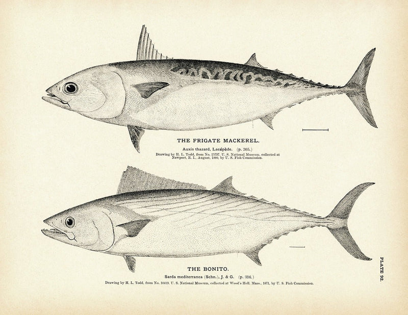 Frigate Mackerel and Bonito Art Print - Muir Way - Fisheries