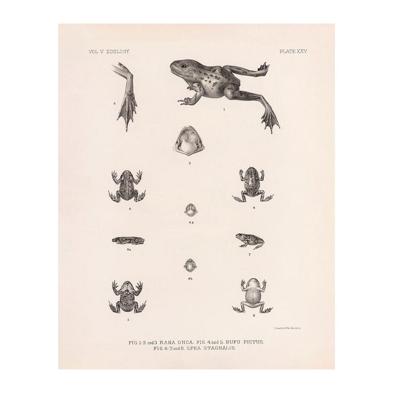 Frog and Toads Art Print - Muir Way - Animals