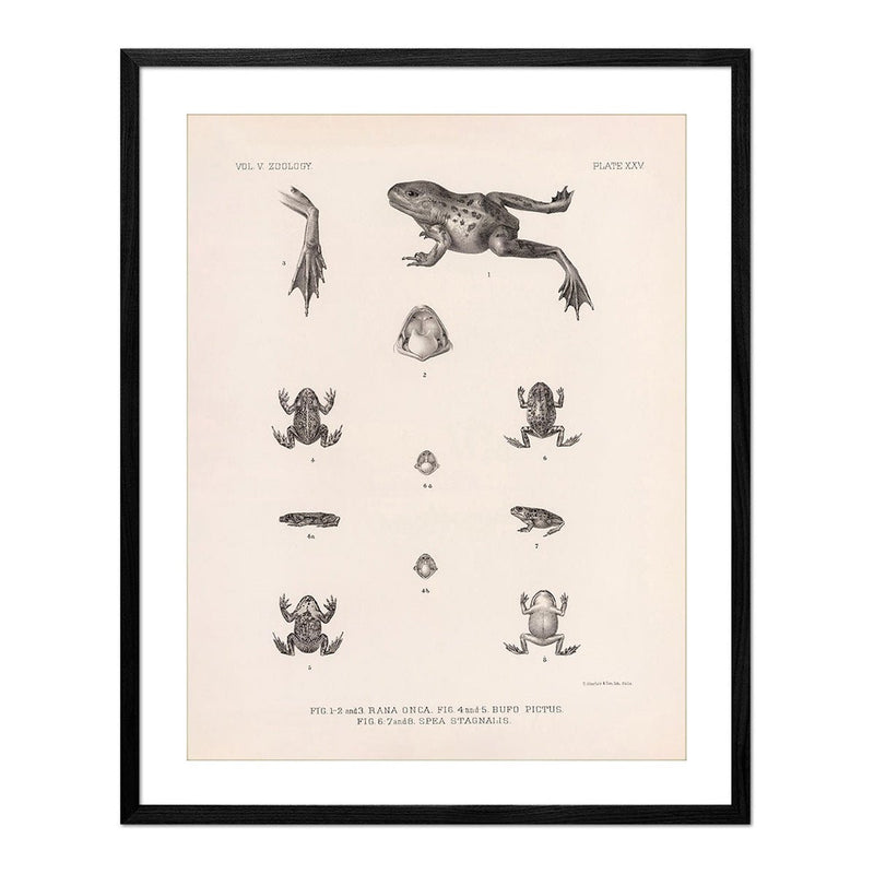 Frog and Toads Art Print - Muir Way - Animals