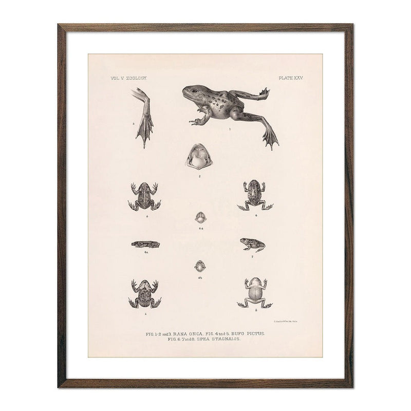 Frog and Toads Art Print - Muir Way - Animals