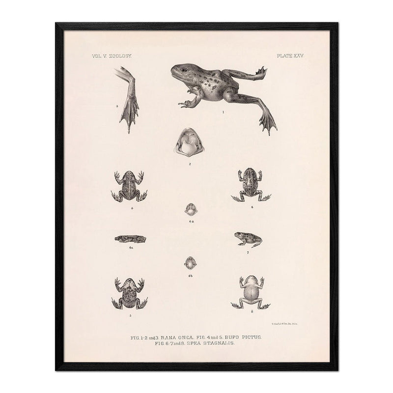 Frog and Toads Art Print - Muir Way - Animals