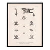 Frog and Toads Art Print