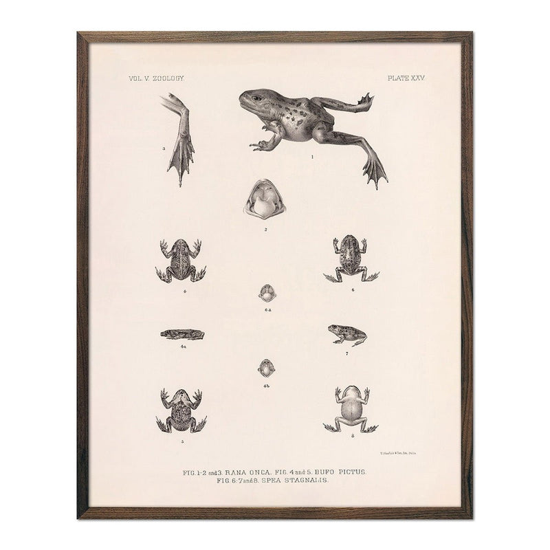 Frog and Toads Art Print - Muir Way - Animals