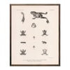 Frog and Toads Art Print
