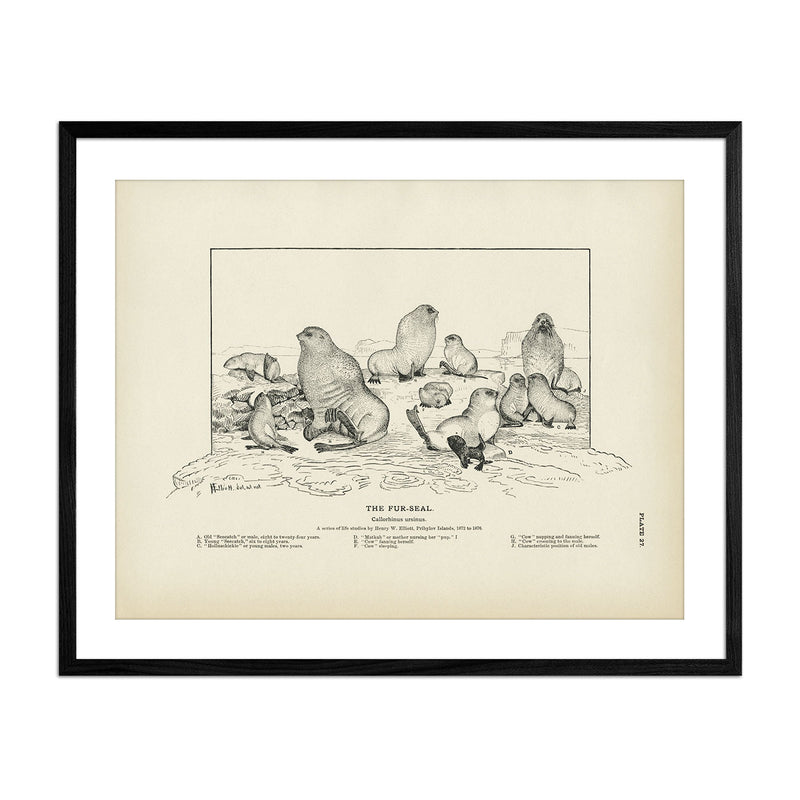 Fur - Seal Art Print - Muir Way - Fisheries