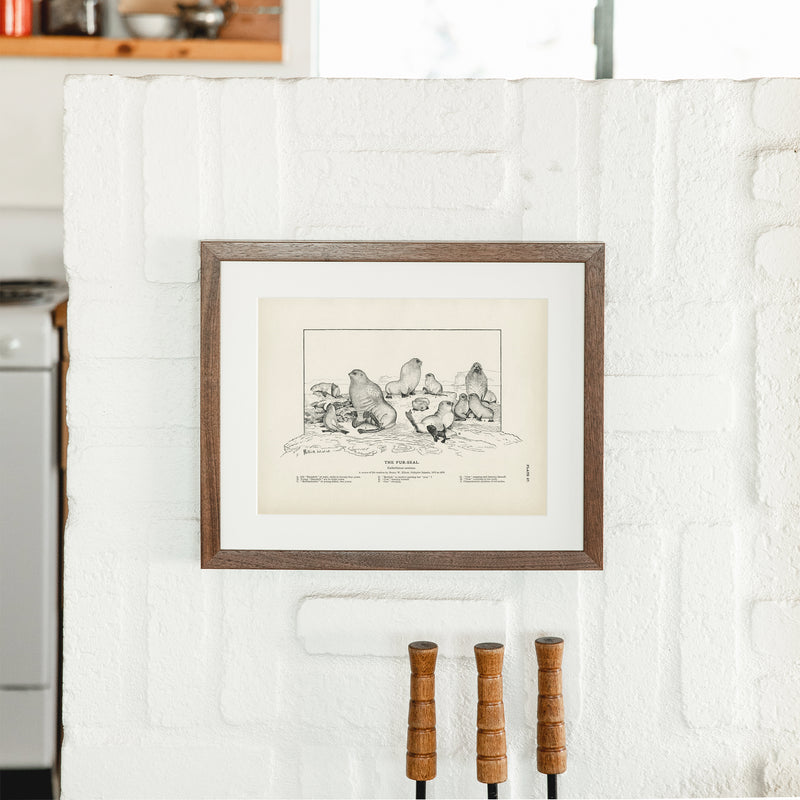 Fur - Seals Sporting Around the "Bidarrah" Art Print - Muir Way - Fisheries