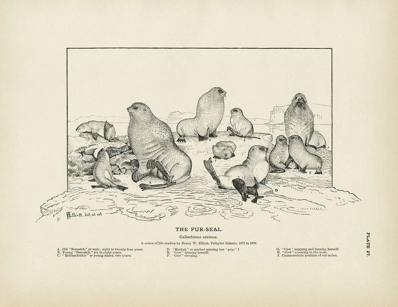 Fur - Seal Art Print - Muir Way - Fisheries