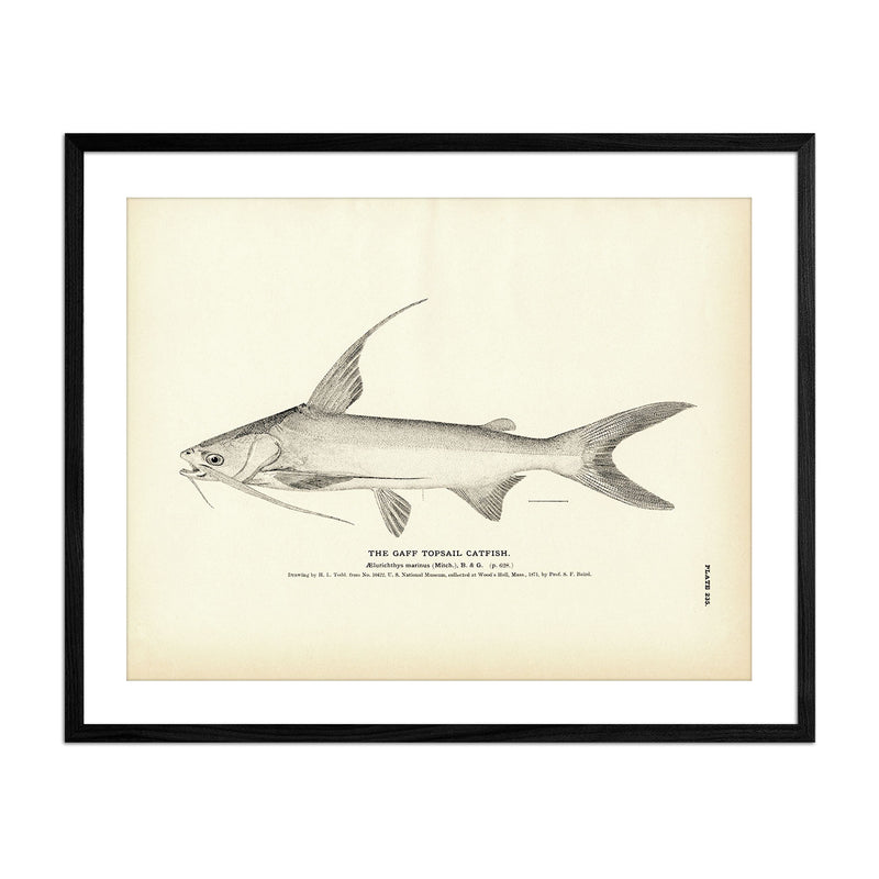 Gaff Topsail Catfish Art Print - Muir Way - Fisheries