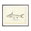 Vintage Gaff Topsail Catfish print