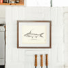 Gaff Topsail Catfish Art Print