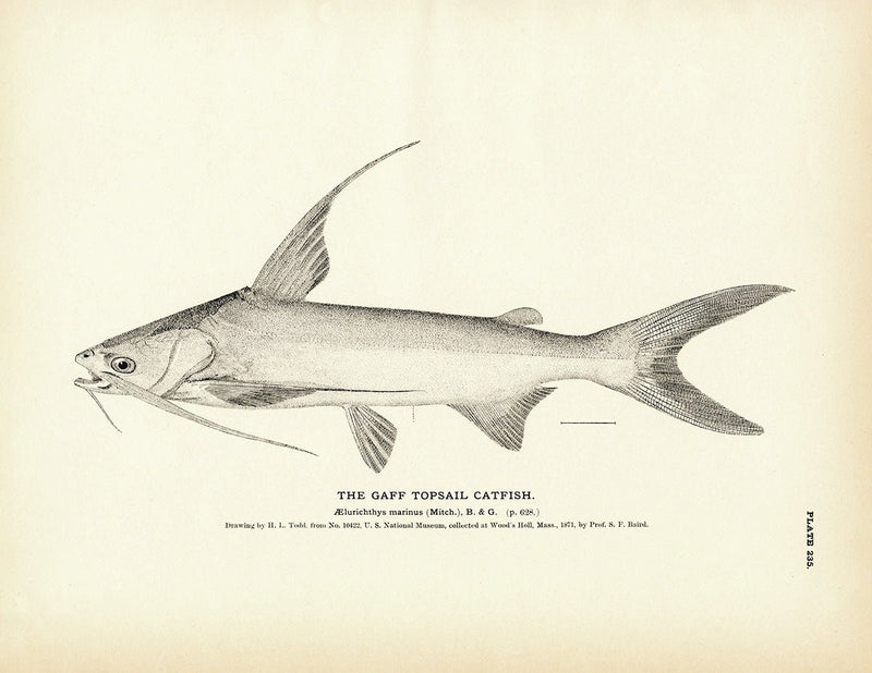 Gaff Topsail Catfish Art Print - Muir Way - Fisheries