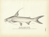 Gaff Topsail Catfish Art Print
