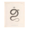 Garter Snake Art Print