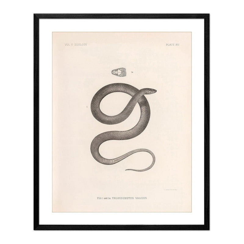 Garter Snake Art Print - Muir Way - Animals