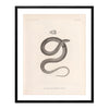 Garter Snake Art Print