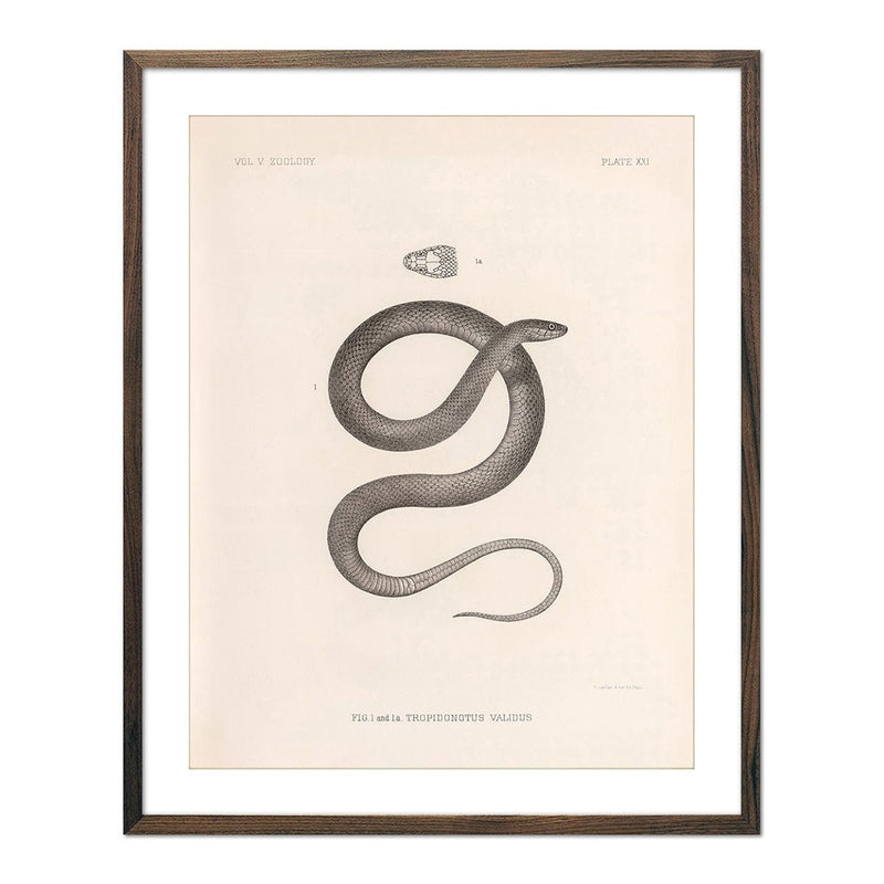 Garter Snake Art Print - Muir Way - Animals