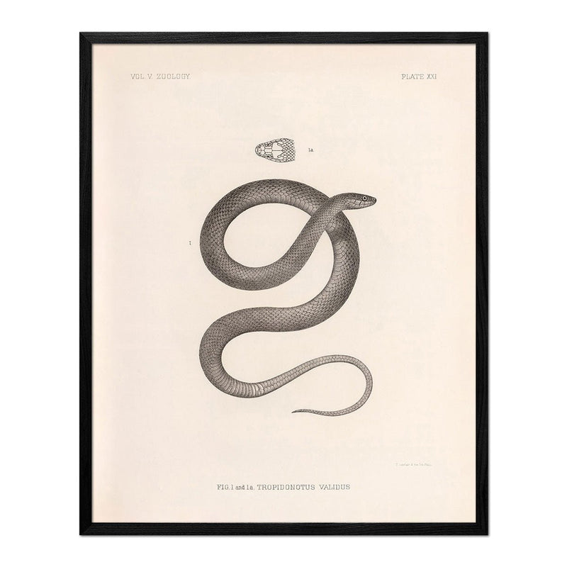 Garter Snake Art Print - Muir Way - Animals