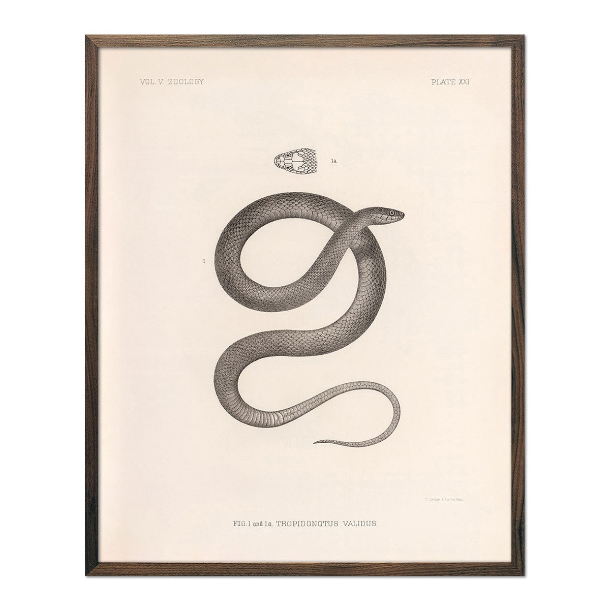 Garter Snake Art Print