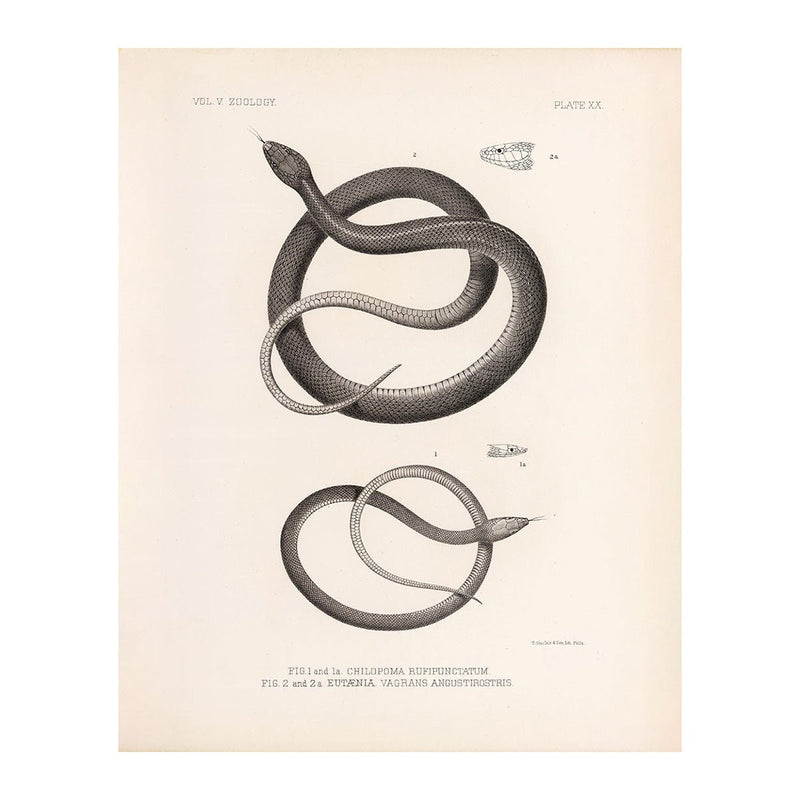 Garter Snakes Art Print - Muir Way - Animals