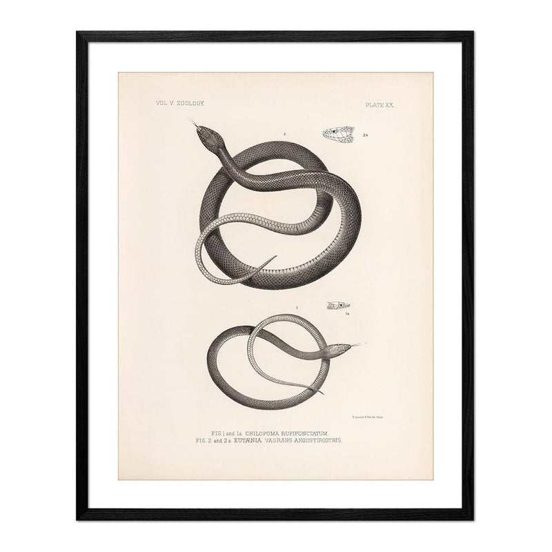 Garter Snakes Art Print - Muir Way - Animals