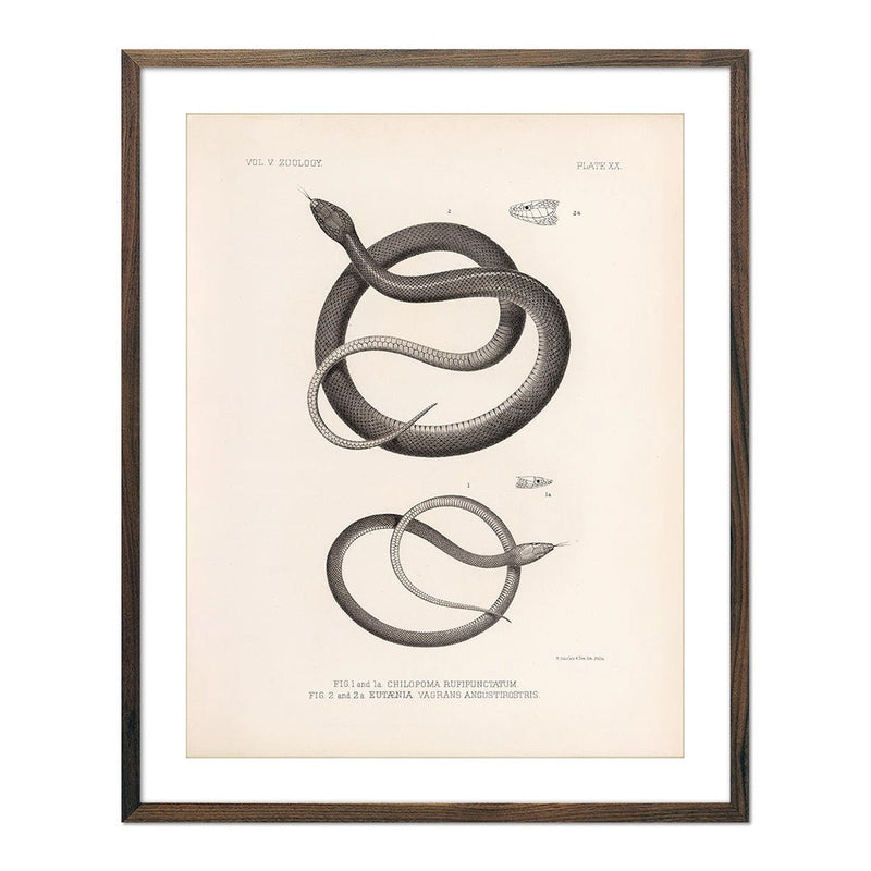 Garter Snakes Art Print - Muir Way - Animals