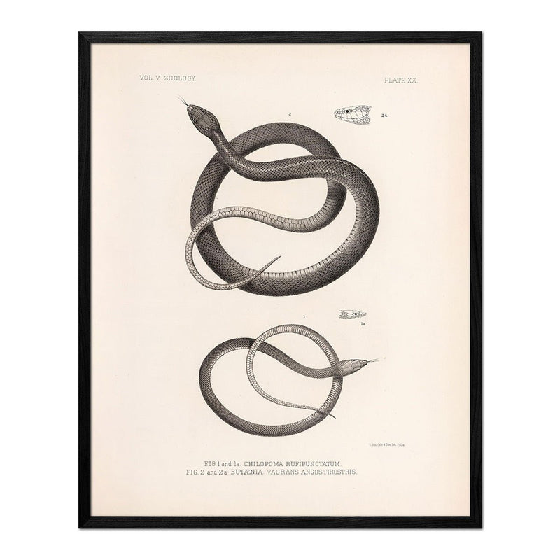 Garter Snakes Art Print - Muir Way - Animals