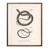 Garter Snakes Art Print
