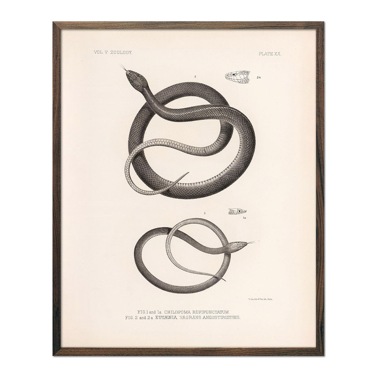 Garter Snakes Art Print