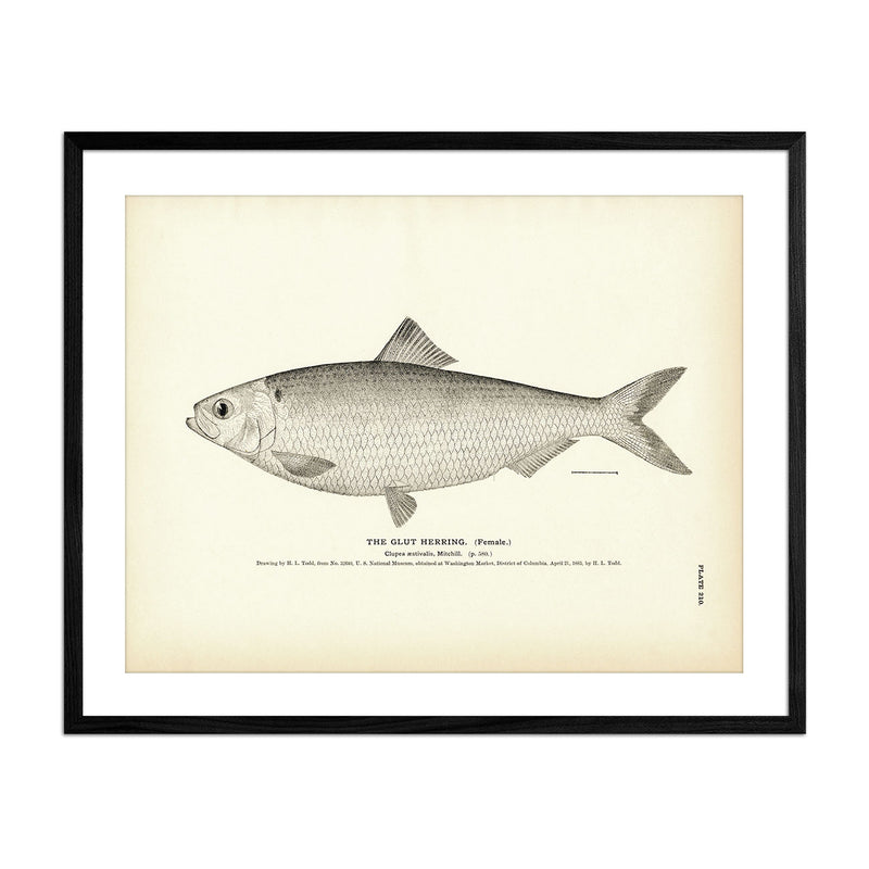 Glut Herring (Female) Art Print - Muir Way - Fisheries