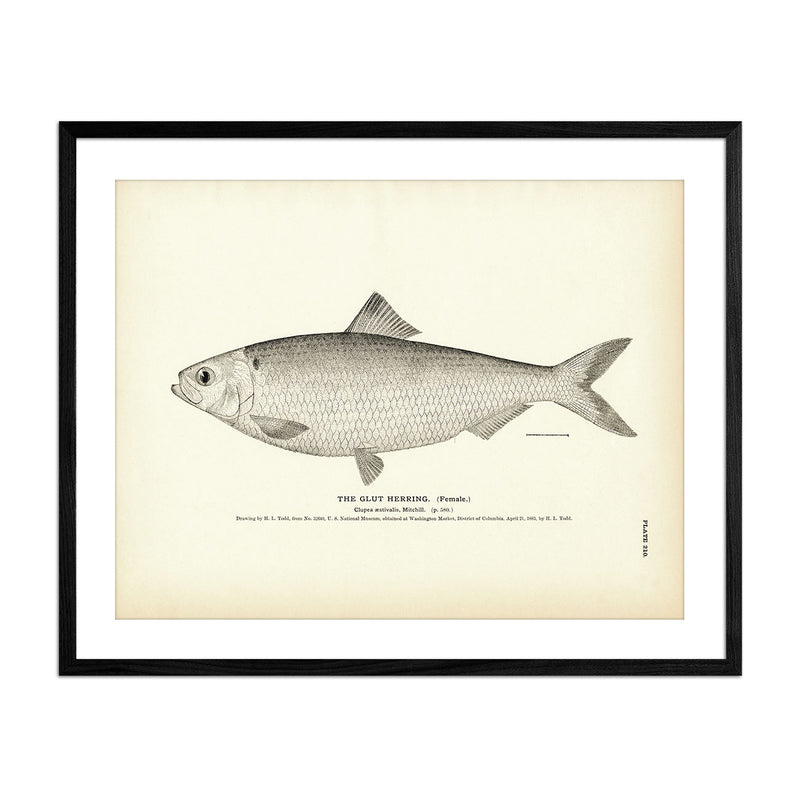 Vintage Glut Herring (Female) fish print