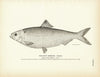Glut Herring (Female) Art Print
