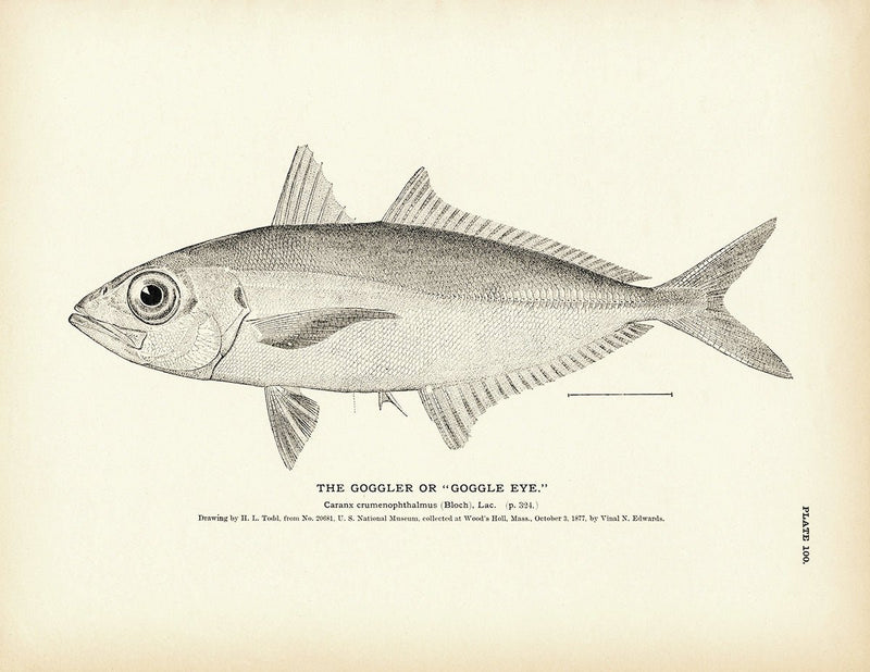 Goggler (Goggle Eye) Art Print - Muir Way - Fisheries