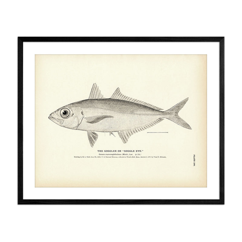 Goggler (Goggle Eye) Art Print - Muir Way - Fisheries