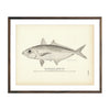 Vintage Goggler fish print