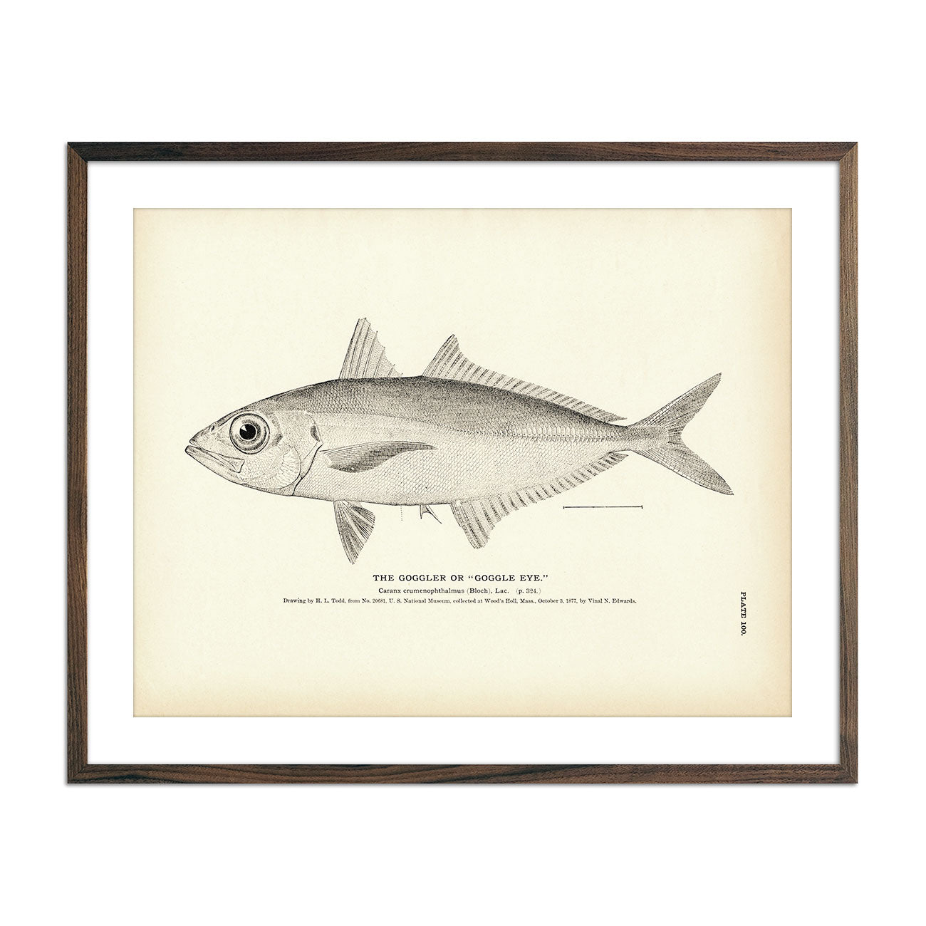 Vintage Goggler fish print