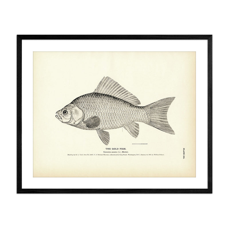 Gold Fish Art Print - Muir Way - Fisheries