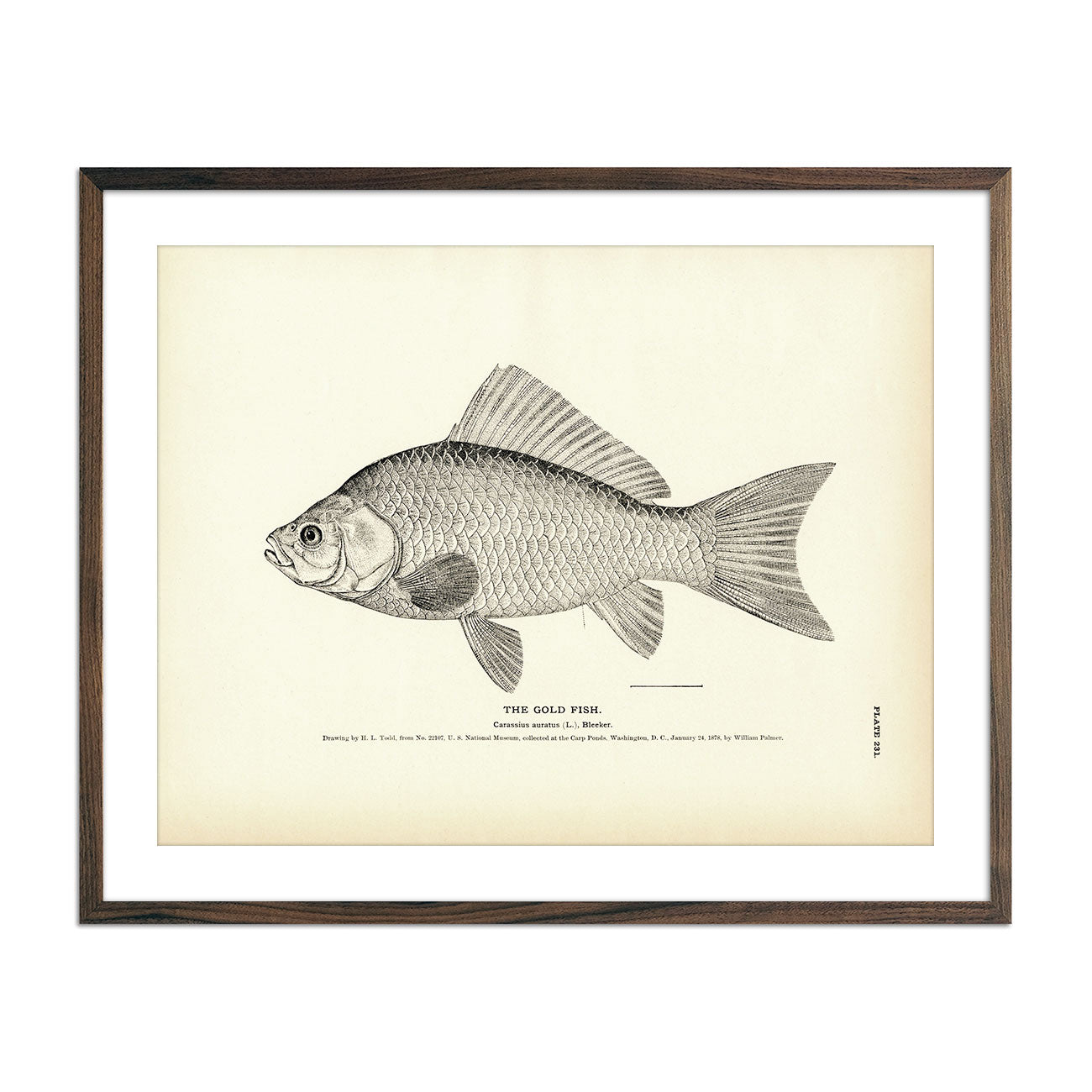Vintage Gold fish print