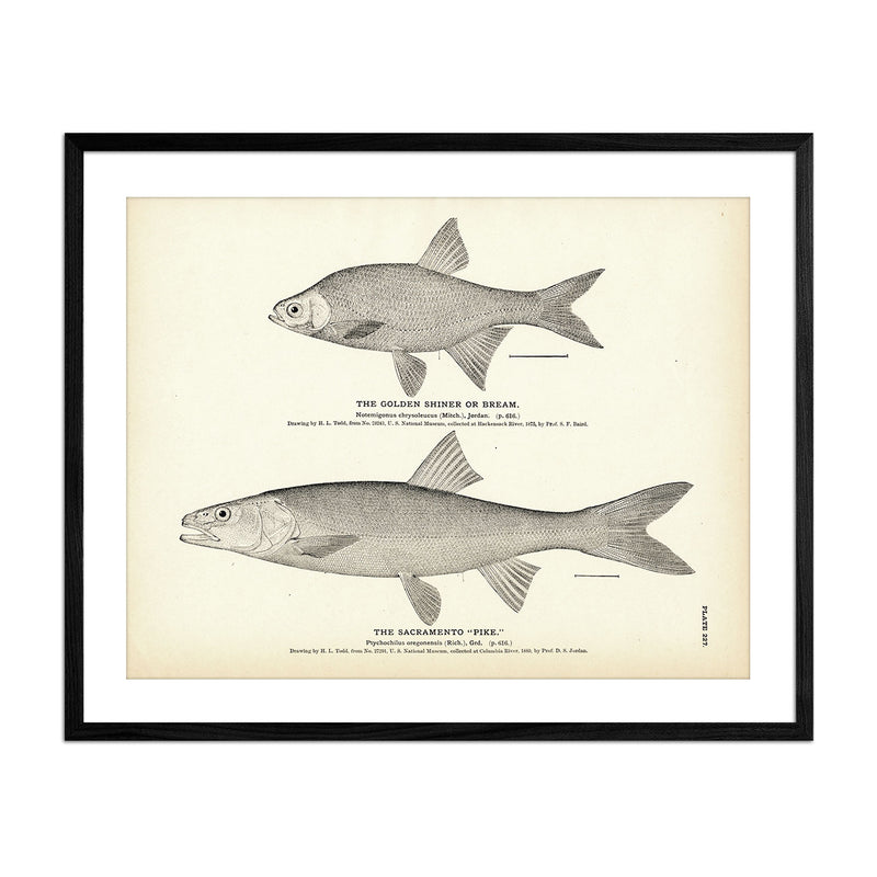 Golden Shiner (Bream) and Sacramento "Pike" Art Print - Muir Way - Fisheries