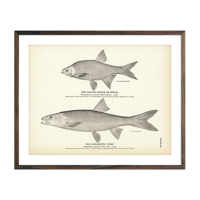 Golden Shiner (Bream) and Sacramento "Pike" Art Print - Muir Way - Fisheries
