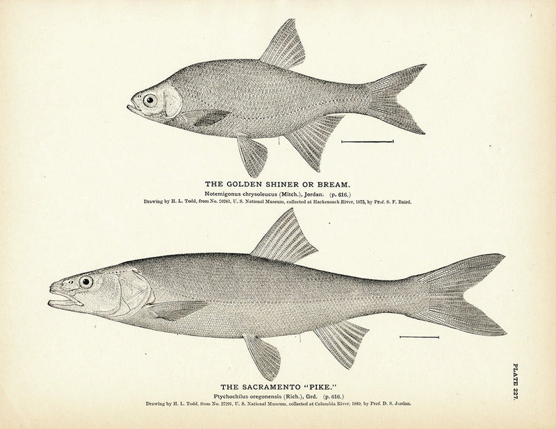 Golden Shiner (Bream) and Sacramento "Pike" Art Print - Muir Way - Fisheries