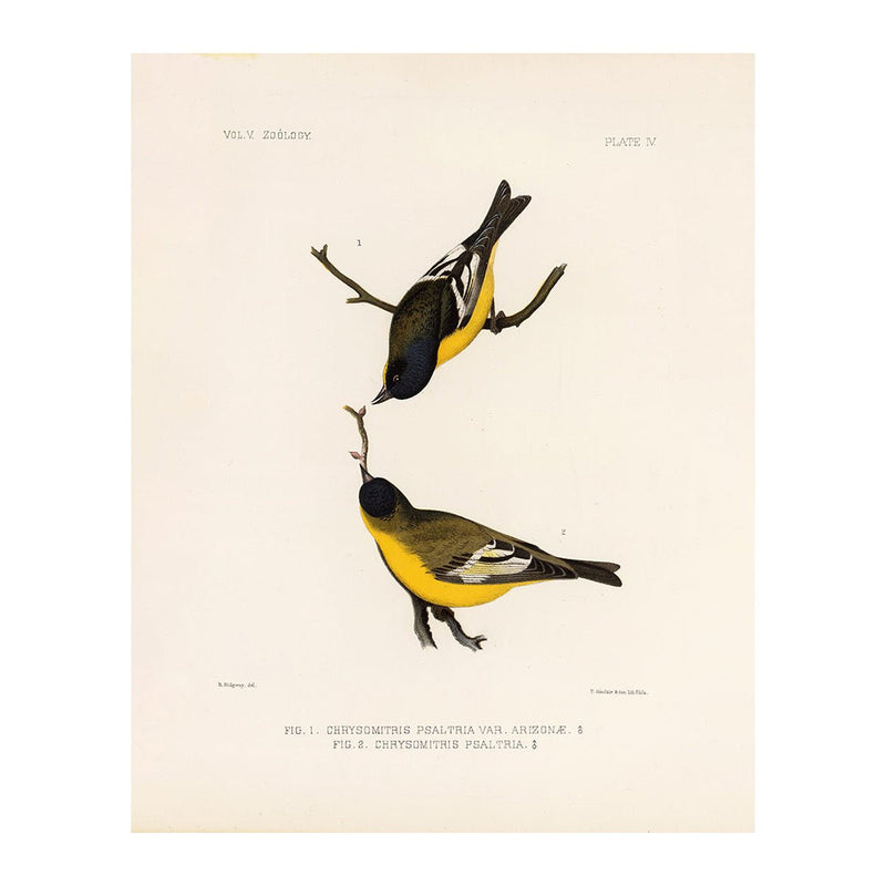 Goldfinch Art Print - Muir Way - Animals