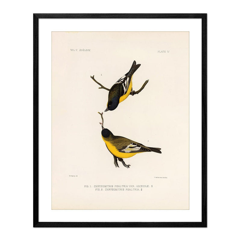 Goldfinch Art Print - Muir Way - Animals