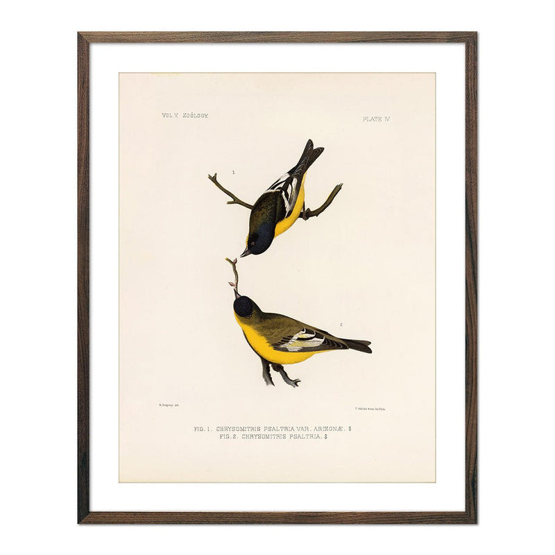 Goldfinch Art Print - Muir Way - Animals