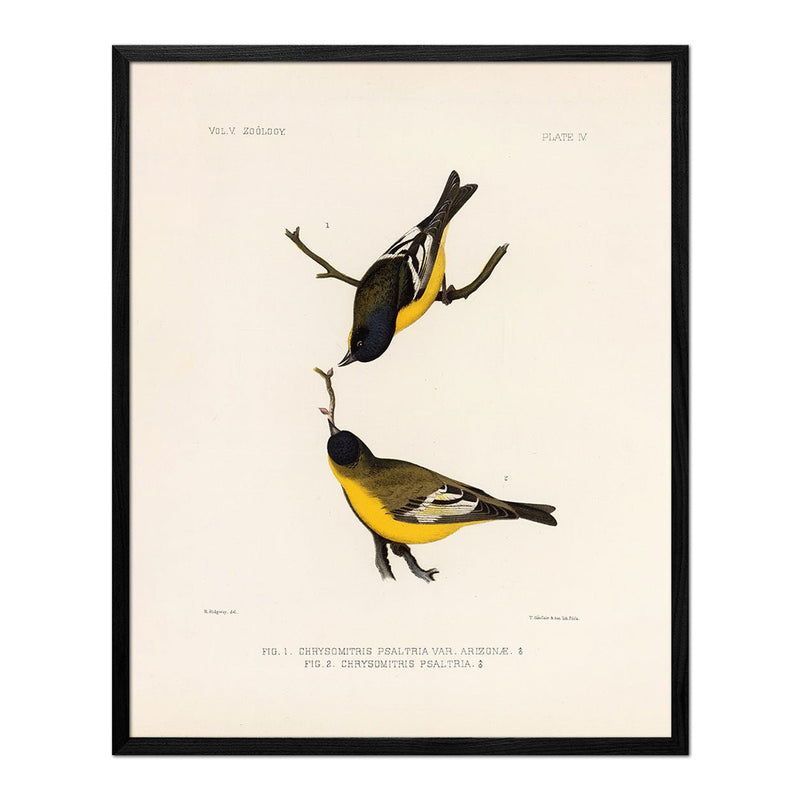 Goldfinch Art Print - Muir Way - Animals