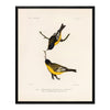 Goldfinch Art Print