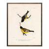 Goldfinch Art Print