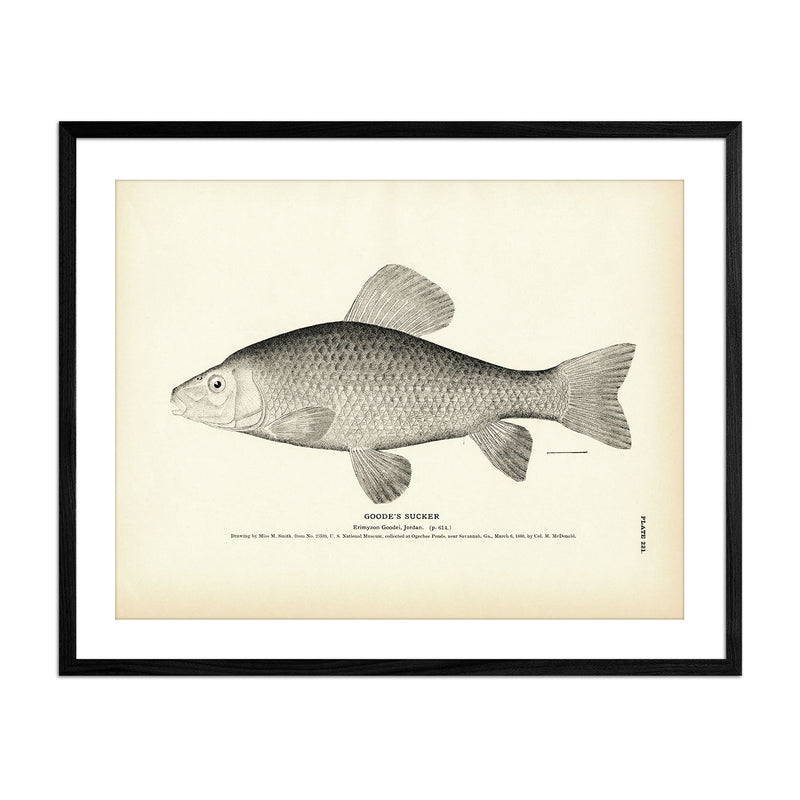 Goode's Sucker Art Print - Muir Way - Fisheries